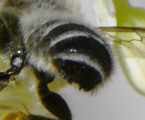 Megachile ericetorum